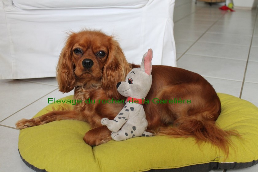 Cavalier King Charles : Lexie du rocher de la Garelire